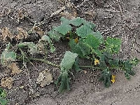 つる病(葉のしおれ)・写真2