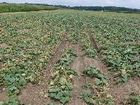 つる病(被害)・写真1