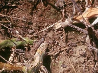 つる病(地面)・写真3