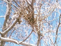 てんぐ巣病・写真2