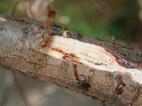 樹脂胴枯病・写真2