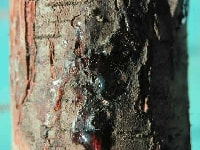 樹脂胴枯病・写真1