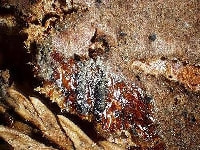 樹脂胴枯病(樹脂)・写真3