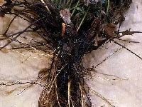 軟腐病(根)・写真2