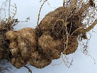 根こぶ病(キャベツ)・写真2