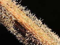 灰色カビ病(茎)・写真1