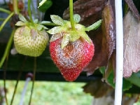 灰色カビ病(イチゴ)・写真3
