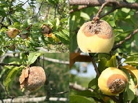 灰星病(モモ)・写真1