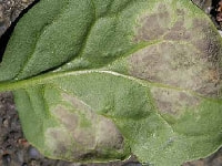 べと病(ホウレンソウ)・写真2