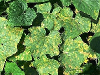 べと病(キュウリ)・写真1