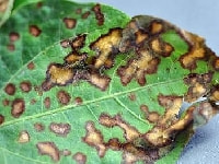 褐斑細菌病・写真2