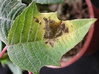 斑点細菌病・写真1