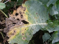 黒斑細菌病・写真3