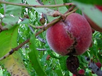 せん孔細菌病(モモ)・写真6