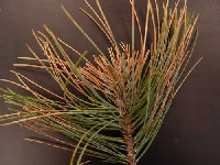 落葉病/松(マツ)・写真1