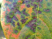 角斑落葉病(カキ)・写真3