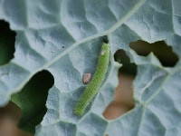 アオムシ(害虫)・写真2