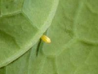 アオムシ(卵)・写真1