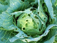 アオムシ(キャベツ被害)・写真3