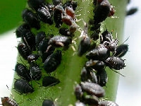 マメアブラムシ(害虫)・写真2