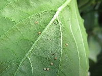 モモアカアブラムシ(害虫)・写真1