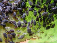 ワタアブラムシ(害虫)・写真3