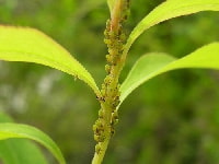 ユキヤナギアブラムシ(害虫)・写真5