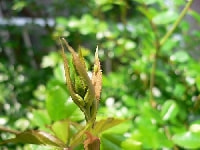 イバラヒゲナガアブラムシ(害虫)・写真4