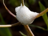 アワフキムシ(泡)・写真2