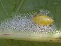 アワフキムシ(幼虫)・写真1