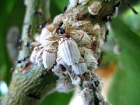 イセリアカイガラムシ(害虫)・写真2