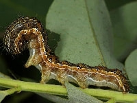 オオタバコガ(害虫)・写真2