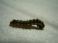 タバコガ(害虫)・写真1