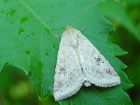 オオタバコガ(成虫)・写真3