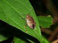 クサギカメムシ(害虫)・写真1