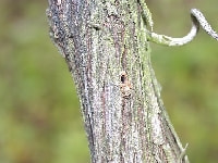 ハンノキキクイムシ(被害)・写真3