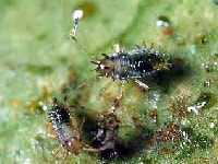 グンバイムシ(幼虫)・写真2