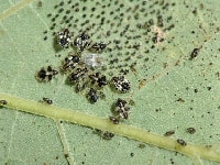 グンバイムシ(害虫)・写真1