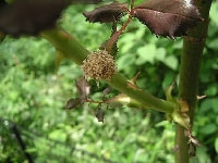 コウモリガ(糞の塊)・写真2