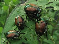 マメコガネ(害虫)・写真2