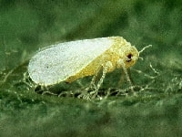 シルバーリーフコナジラミ(害虫)・写真2