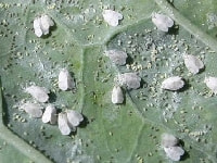 オンシツコナジラミ(害虫)・写真1