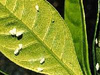 ミカンコナジラミ(害虫)・写真3