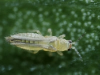 チャノキイロアザミウマ(害虫)・写真2