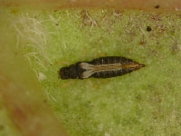 クロトンアザミウマ(害虫)・写真1