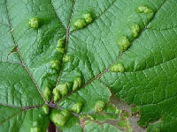 ブドウハモグリダニ(被害)・写真2