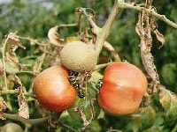 トマトサビダニ(被害)・写真3