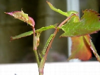 ウスバフユシャク(害虫)・写真2