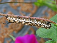 エビガラスズメの幼虫(害虫)・写真2