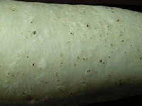 ネグサレセンチュウ(害虫)・写真2